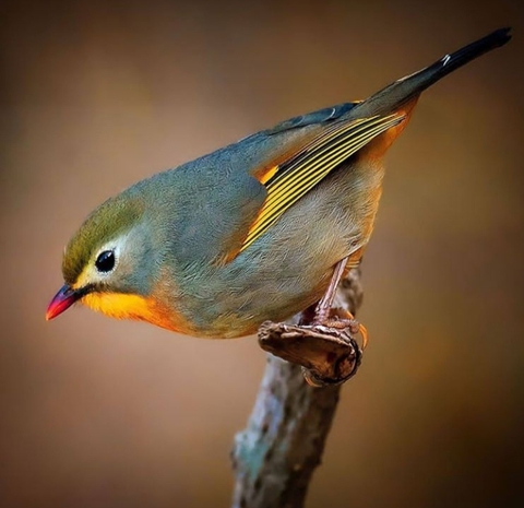 Bird