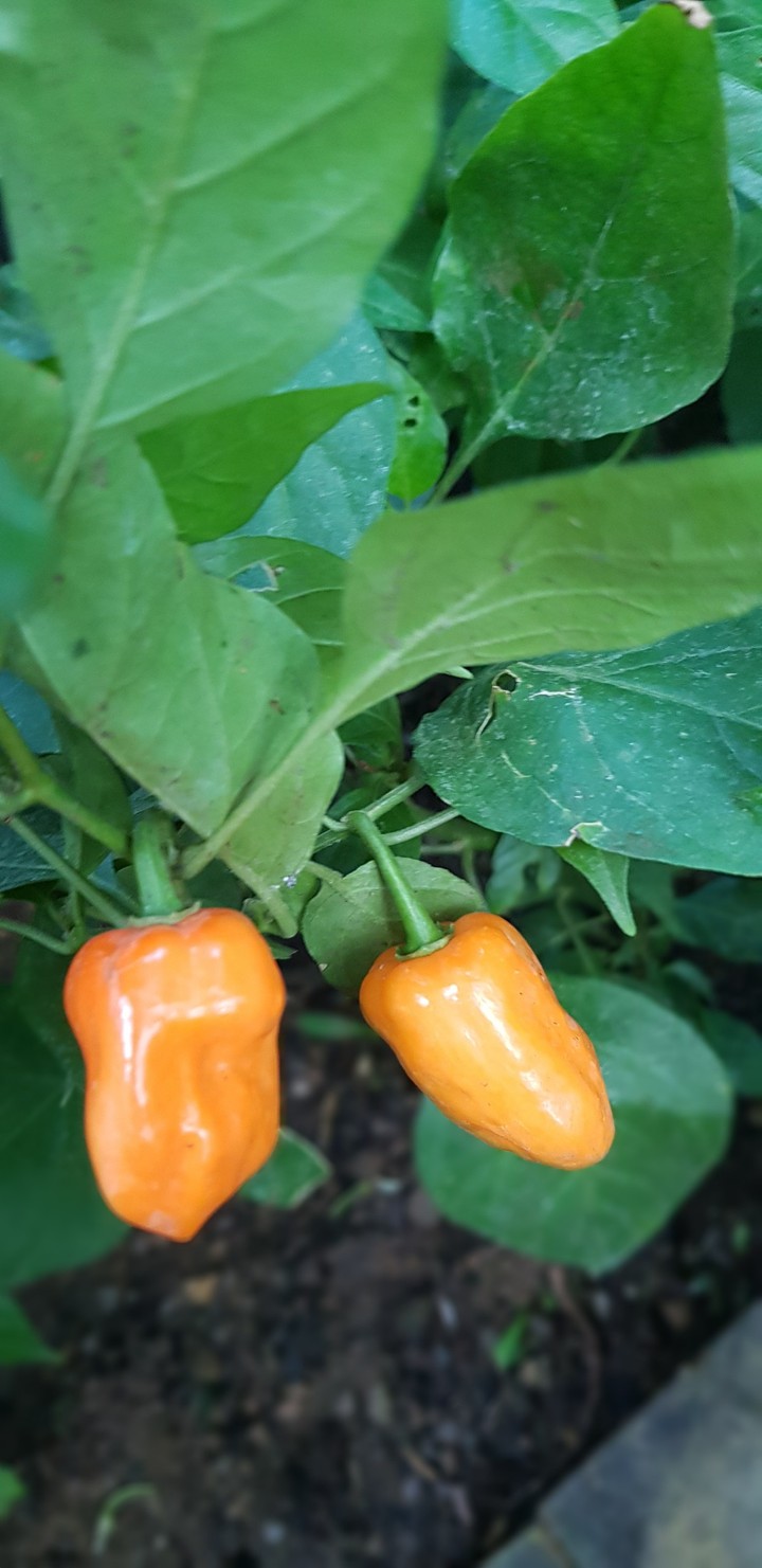 chilli