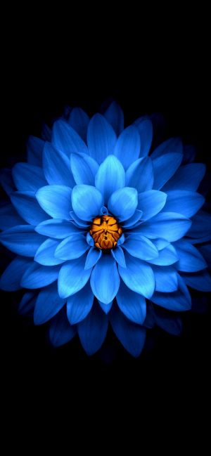 blue
