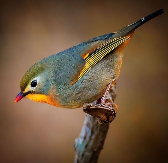 Bird