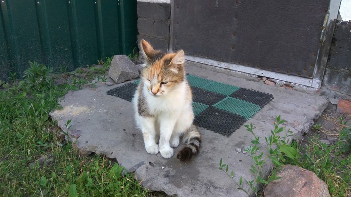 моя кошка