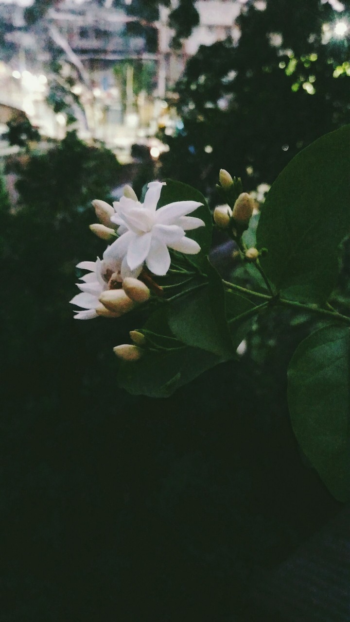 Jasmine after rain