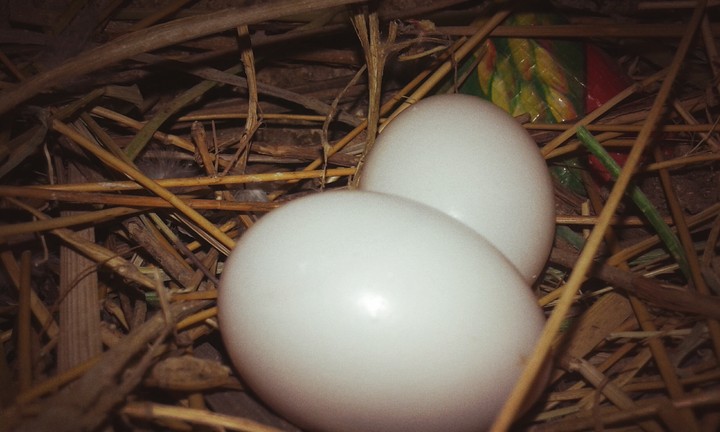 egg