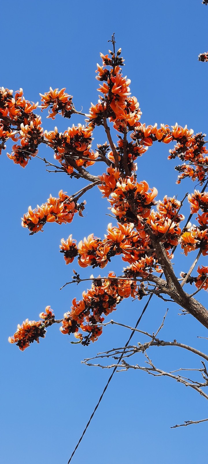 odisha kendujhar