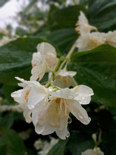 خلفيات flower, petal