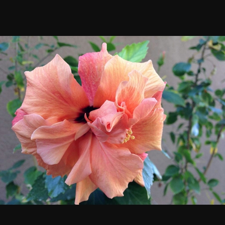 hibiscus