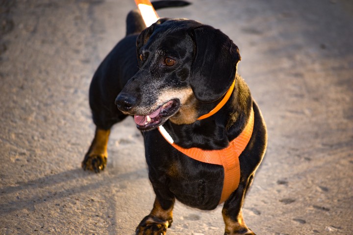 dog