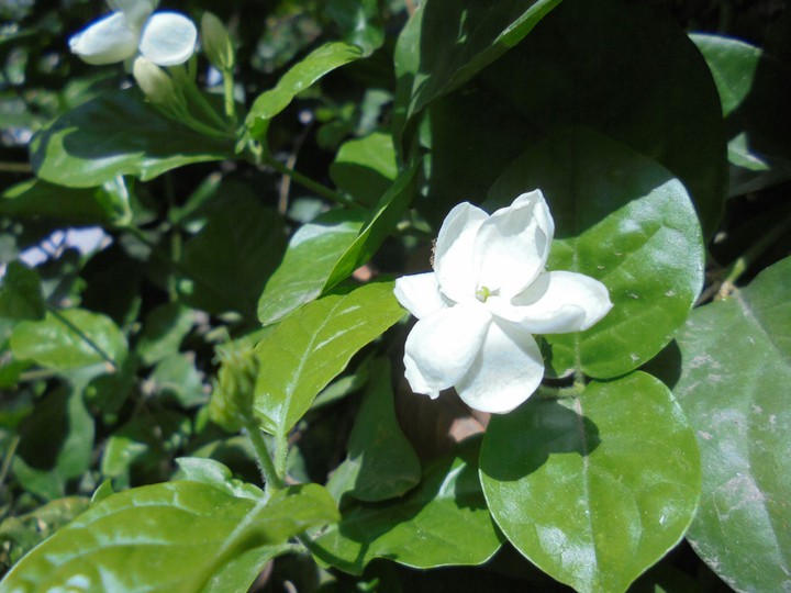 Jasmine Flower