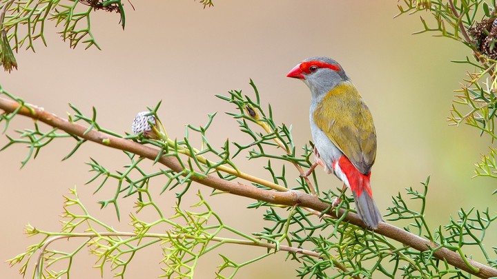 bird