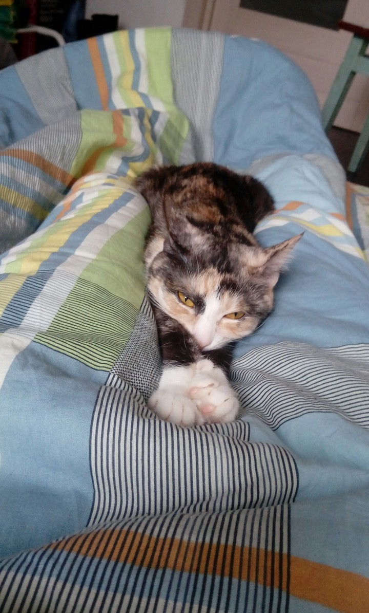 кошка