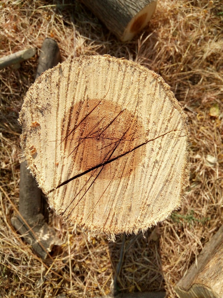 Just cutted