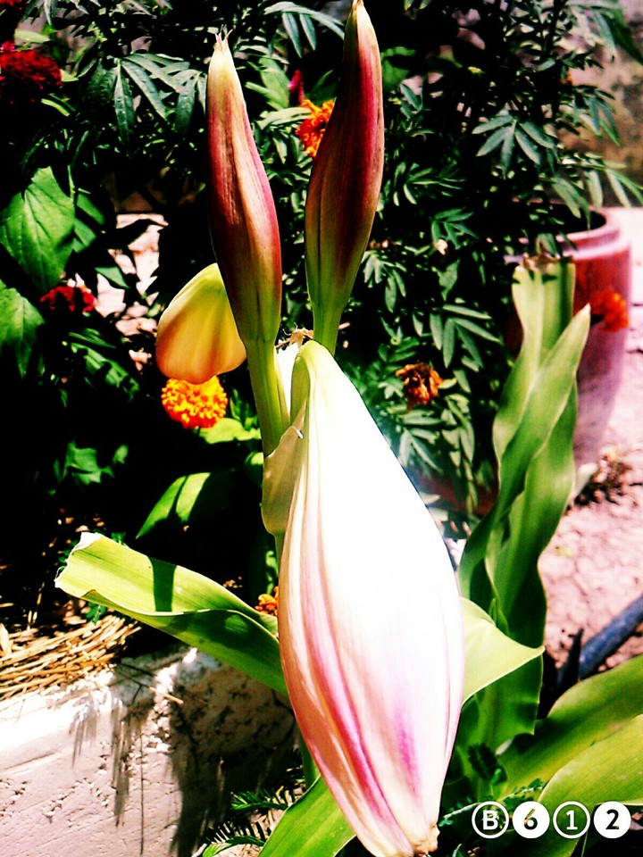 Crinum