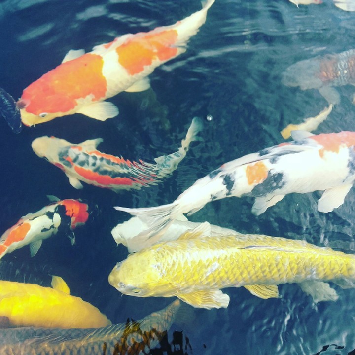 Fish