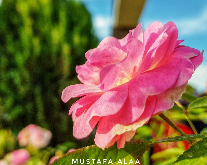 زهرة