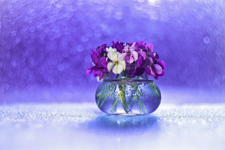 Pansies