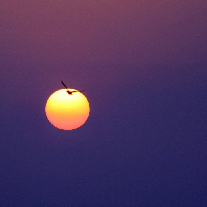 sunset bird nature