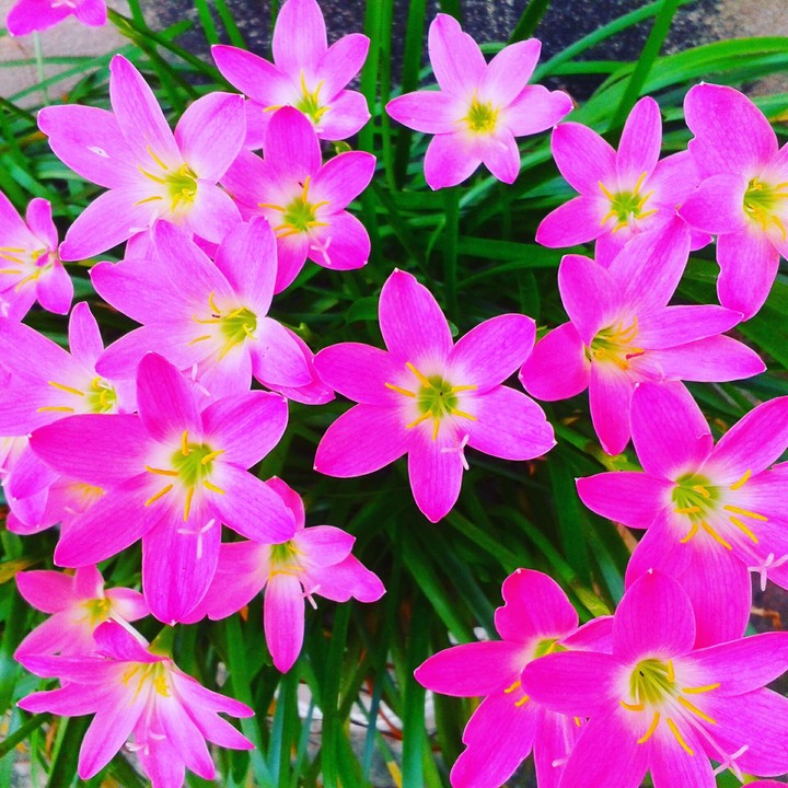 pink beautifull flower..