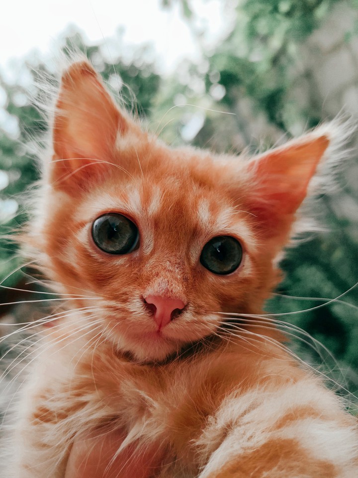 котик