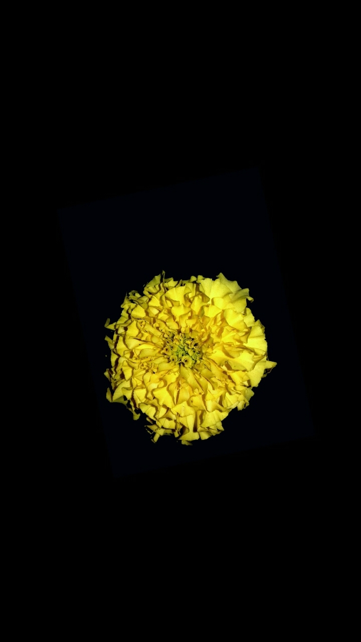 yellow flower