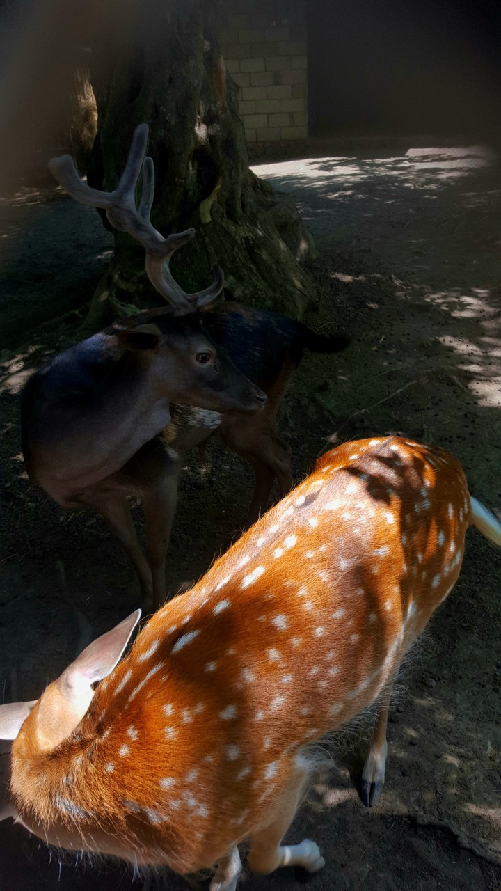 Dappled deer
