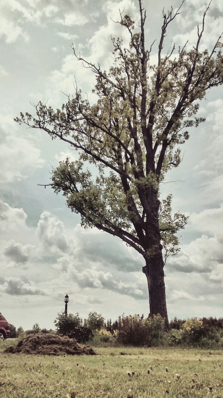 A tree