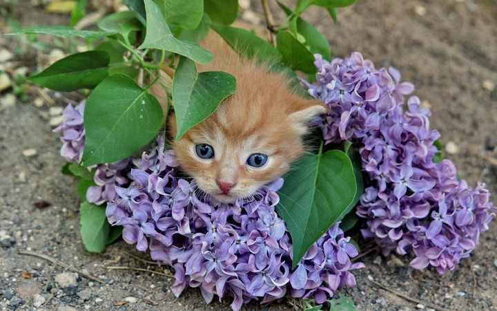 cat