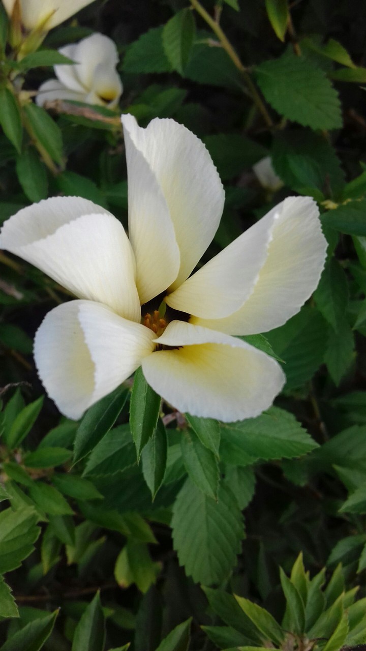 white flower