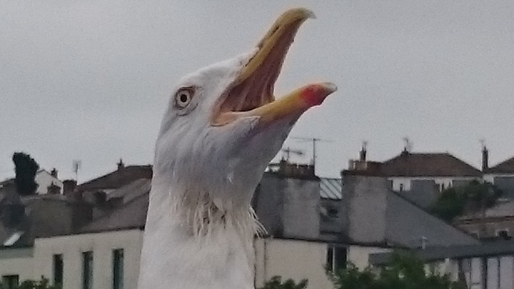 seagull 2