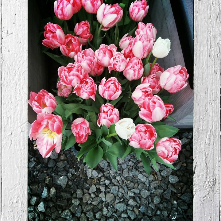 Roses
