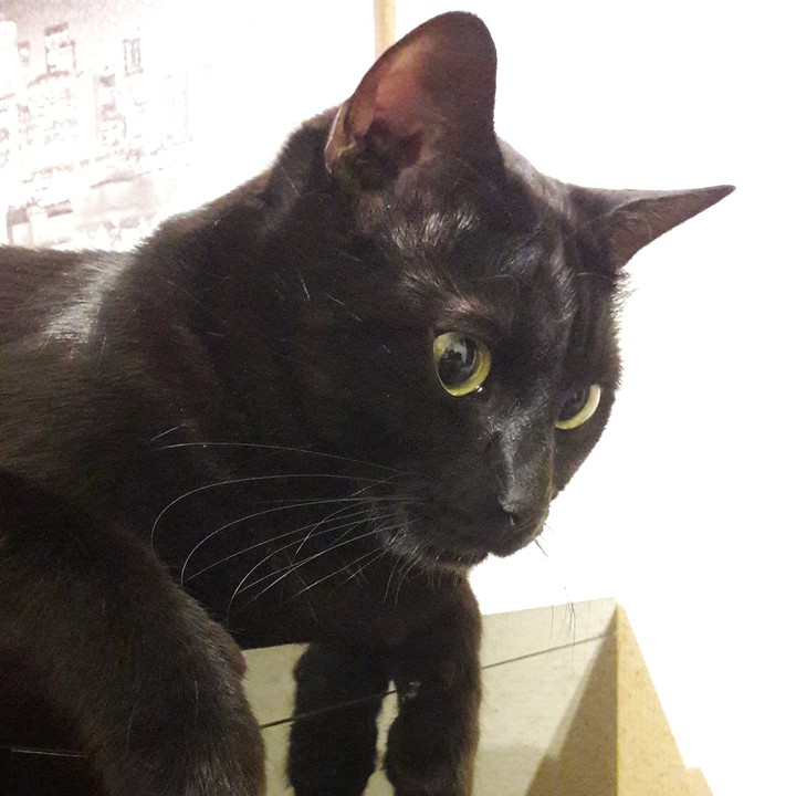 Rocky