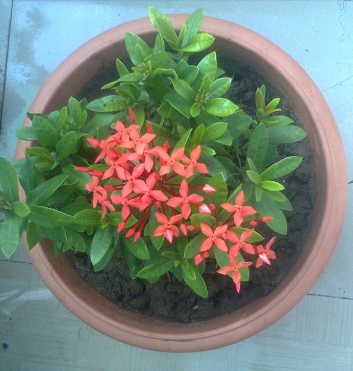 Exora