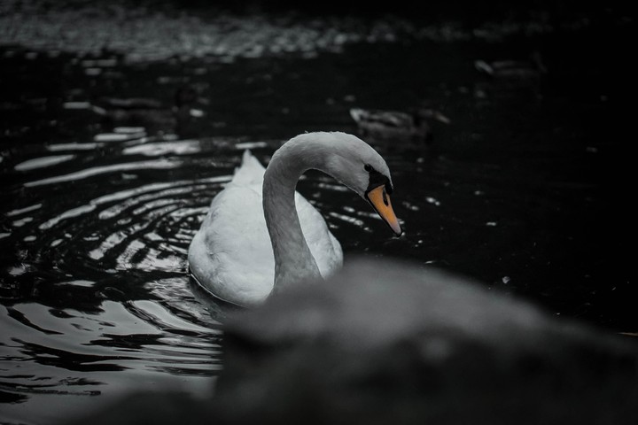 Black Swan