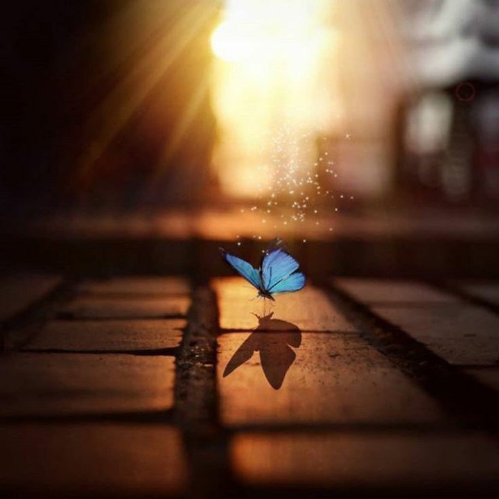 butterfly...