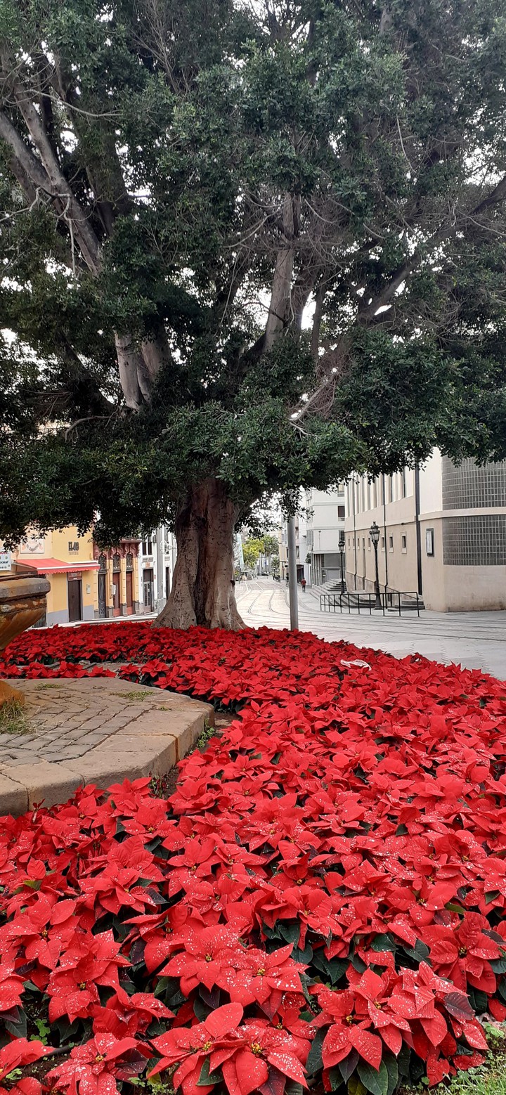 Flores de Pascua
