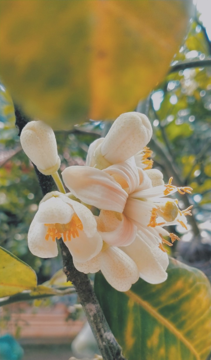 orange flower