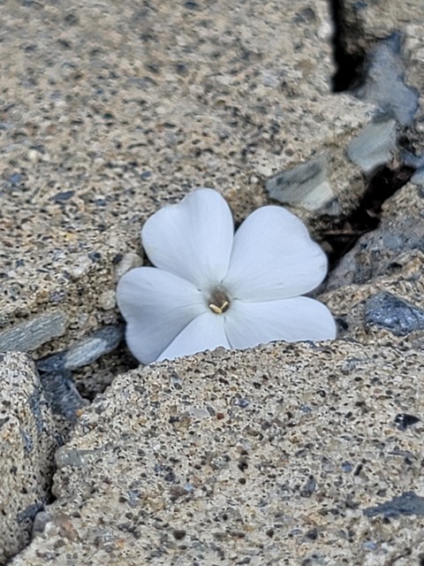 Rock, flower Hintergrundbilder