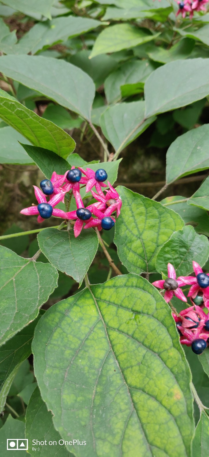 wild flower