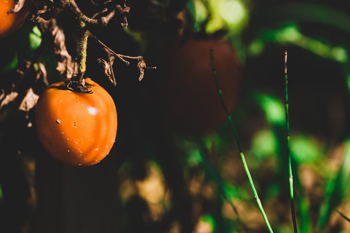 tomato