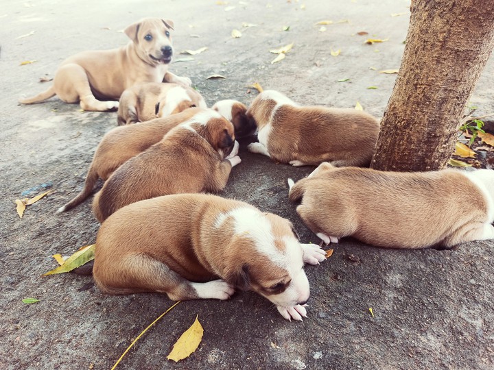 puppies