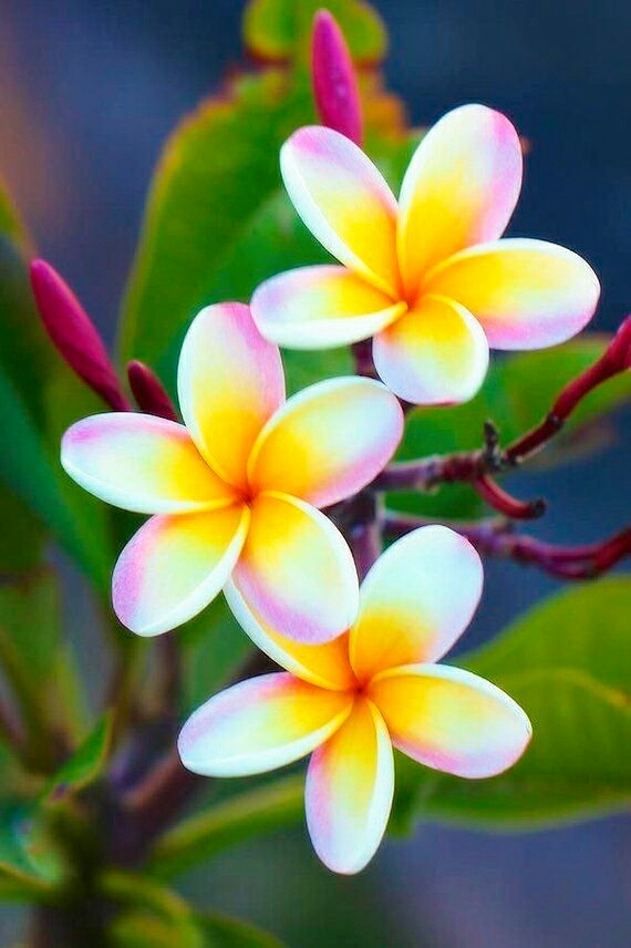 beautiful flowers ??