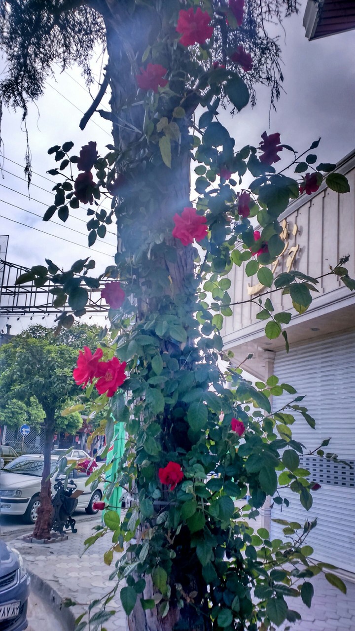 Flower vs tree