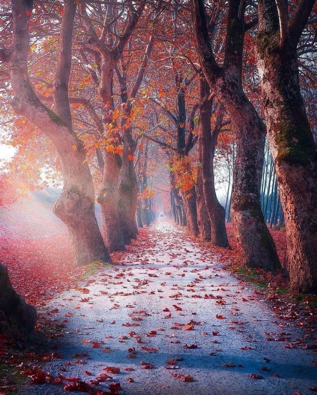 Pictures autumn Leaves