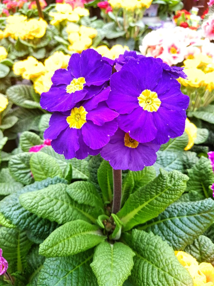 Frühlingsblumen