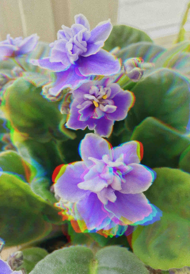 violets