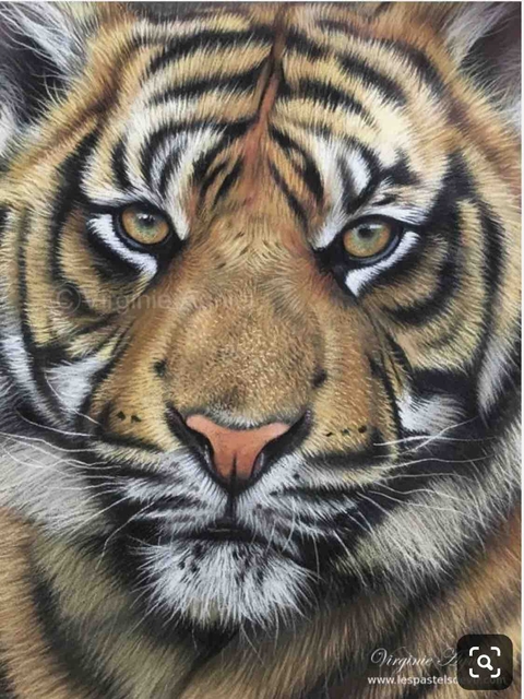 Animal
