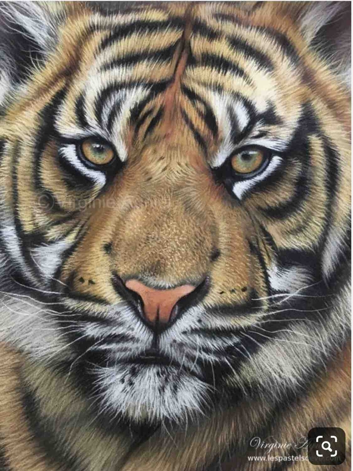 Animal