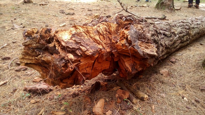 Pine
