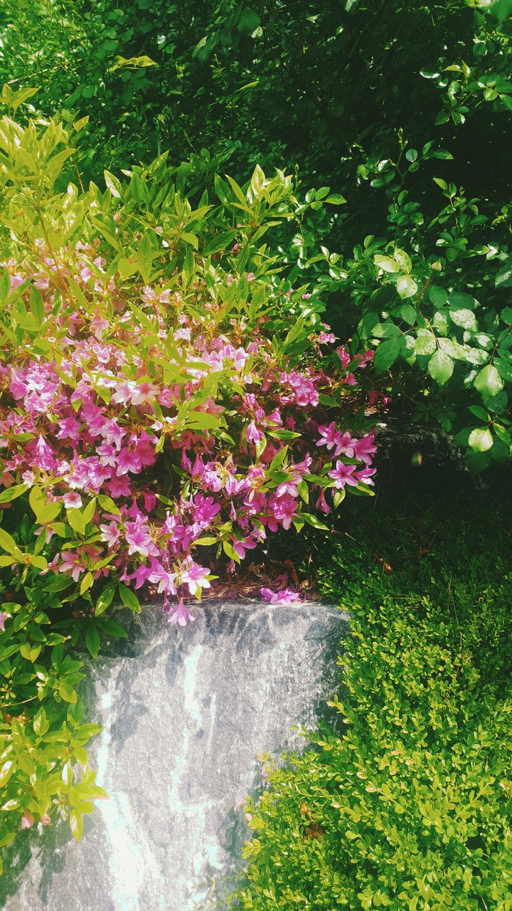 Purple flower, bushes, and a stone.