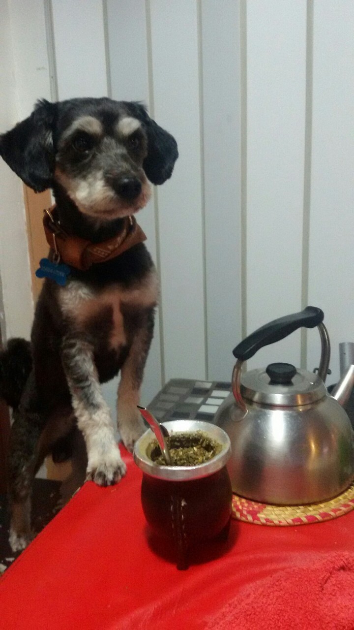 Tomando.mate