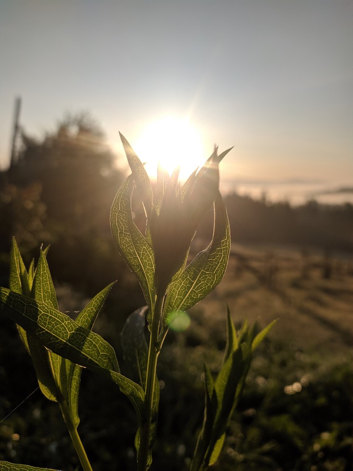 sunrise